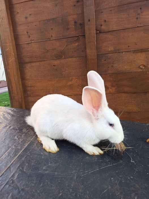 Sprzedam króliki mieszane