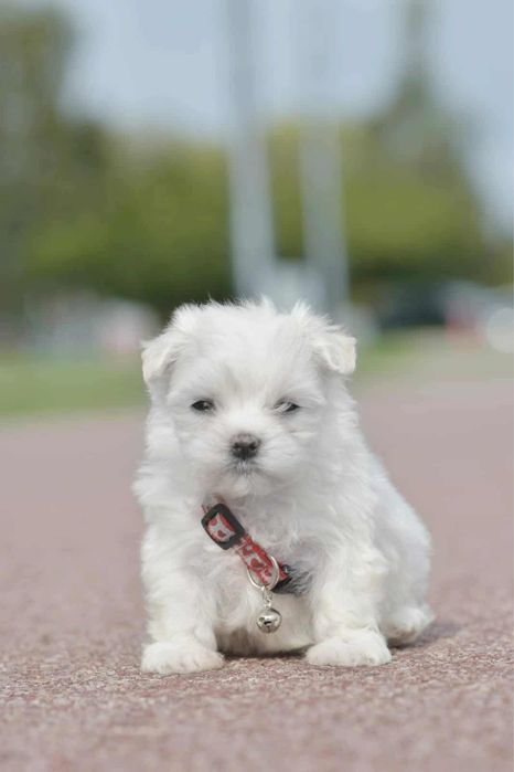 Maltańczyk piesek FCI