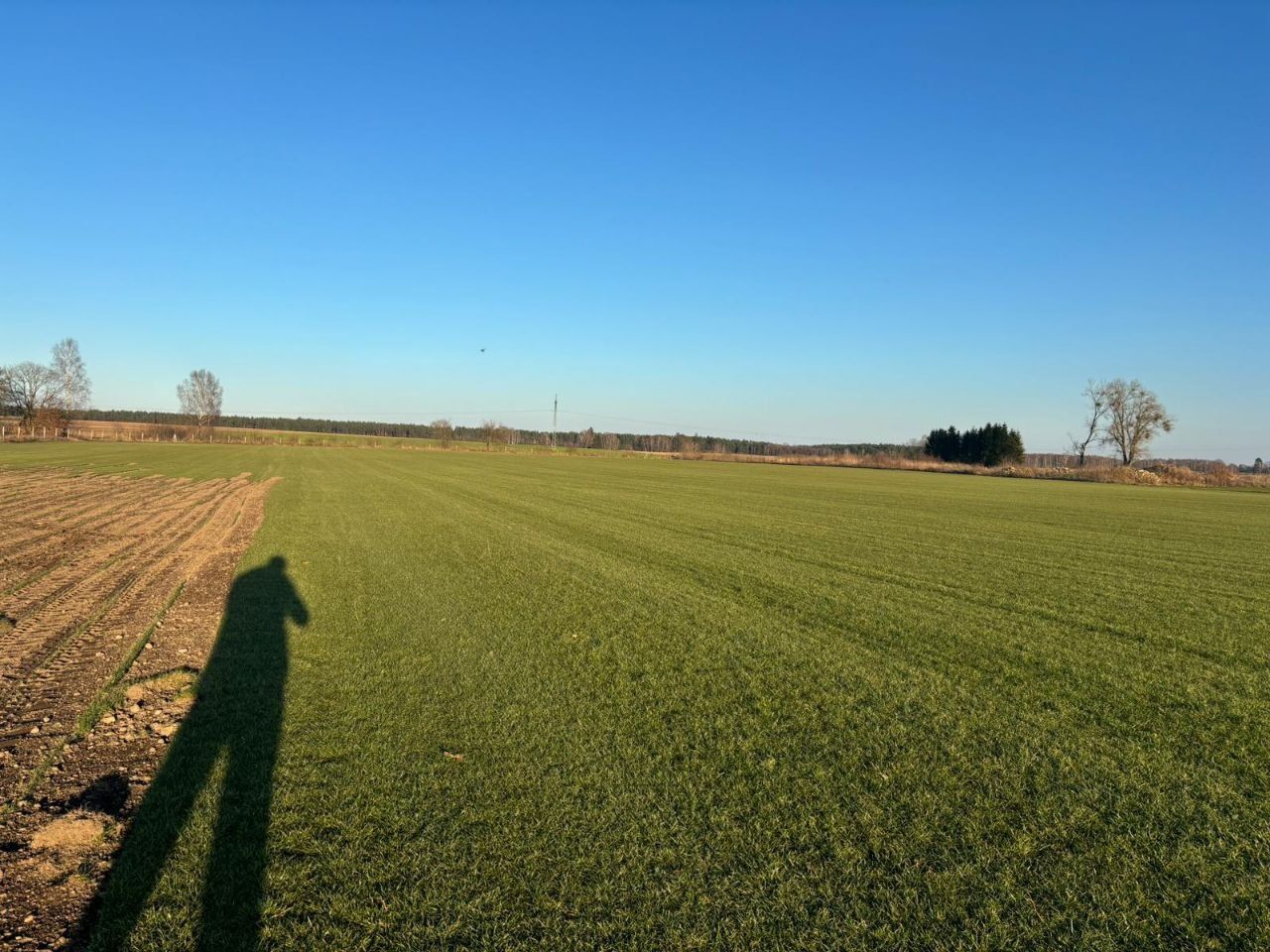 Trawa z rolki "Premium" – plantacja
