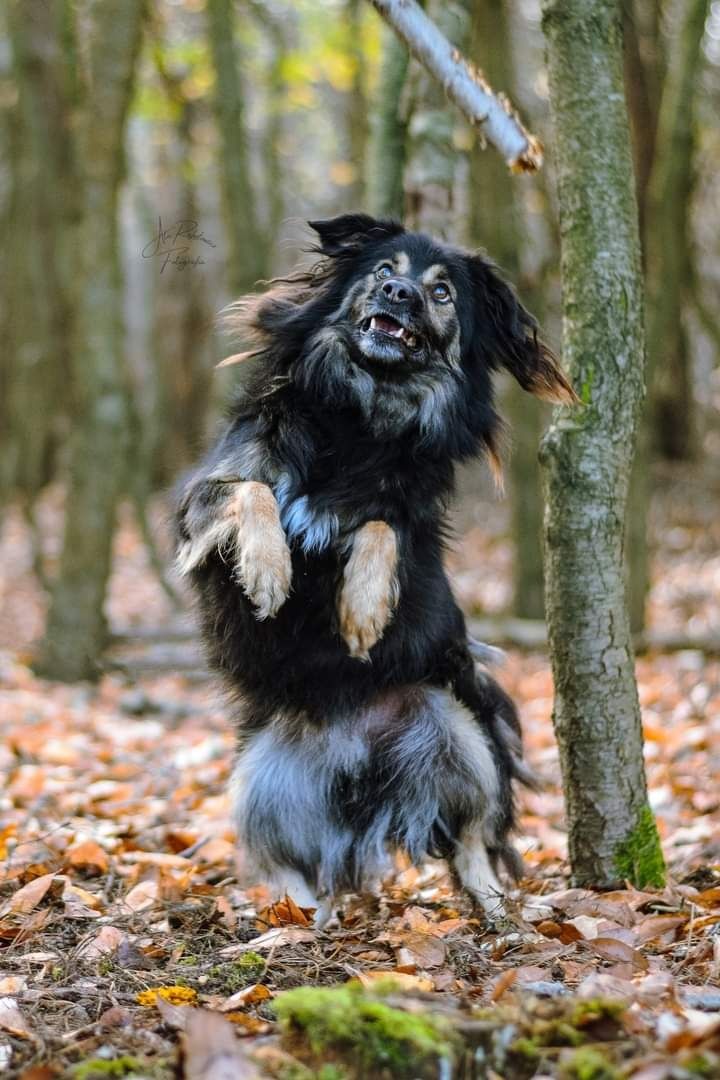 Został adoptowany jako szczeniak i oddany jakoś dorosły psiak...