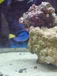 Paracanthurus hepatus, akwarium morskie