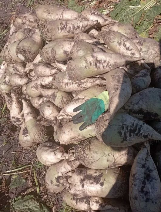 Буряк кормовий великий