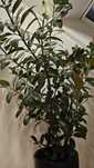 Ficus Elastica duży 2,5 m