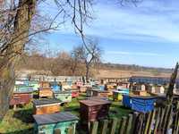 Продам ПАСІКУ, бджолосім'ї, бджолопакети, бджоли, мед