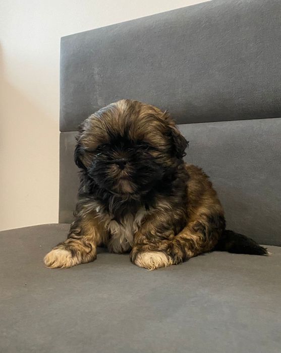 Shih tzu brązowy