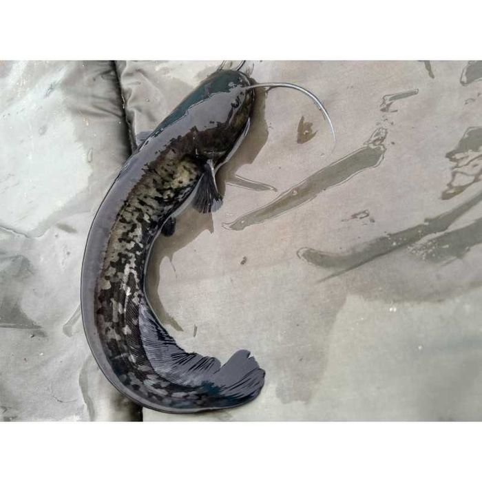 5 sztuk SUM EUROPEJSKI 5-12 cm