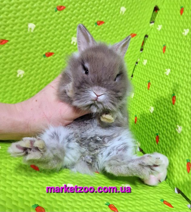 Мини кролик шиншилловьій оттер с Гавана оттенком