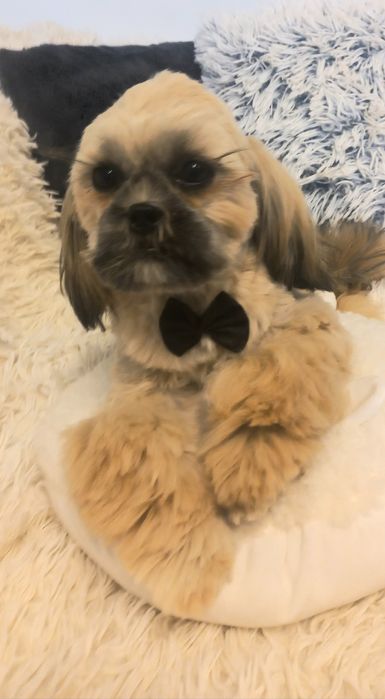 Shih-Tzu IV pok.rod sobolowy mini 3,6 kg