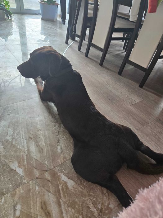 Zaginął czekoladowy labrador