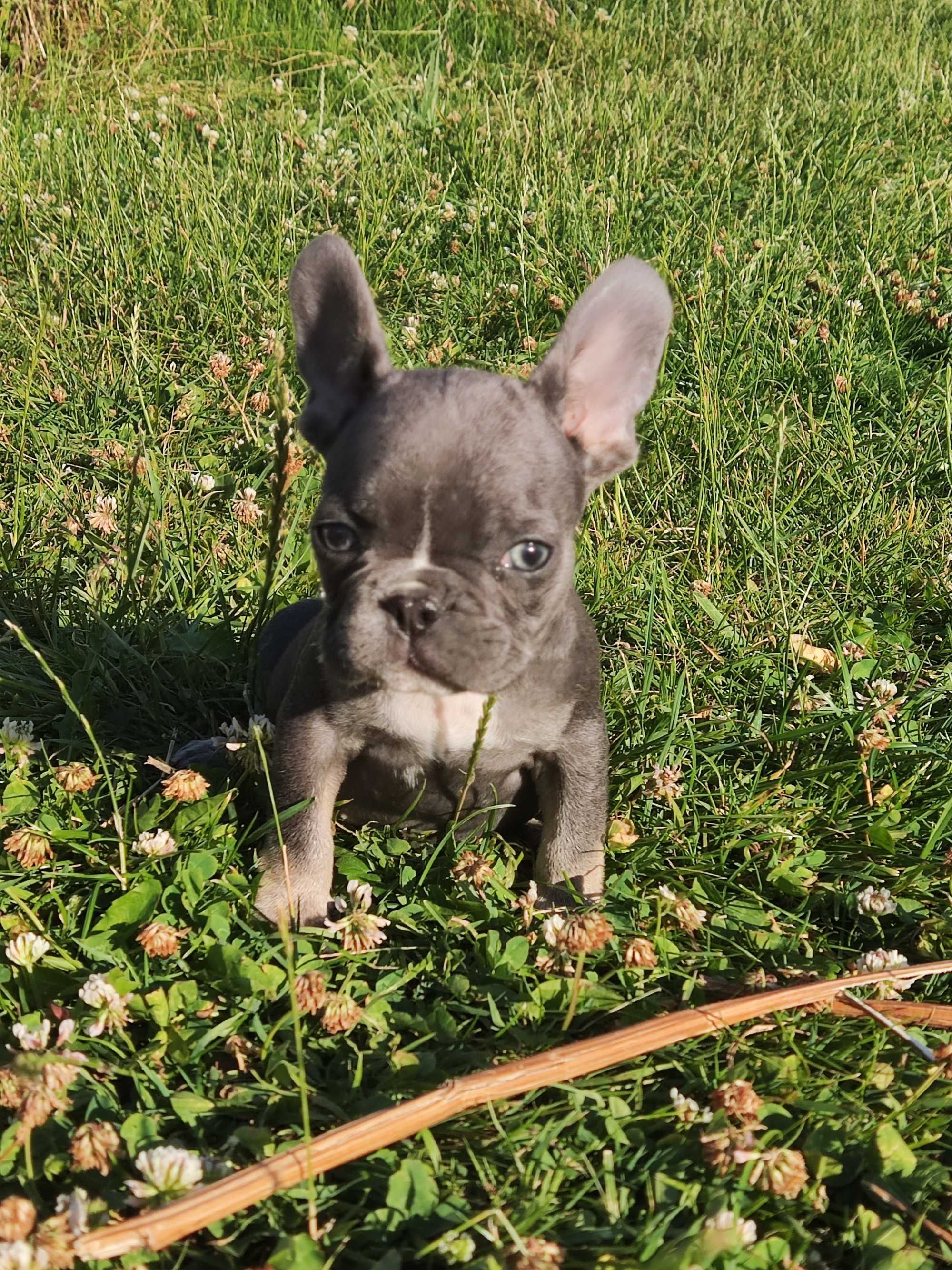 Buldog francuski