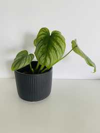 Philodendron mamei (filodendron) doniczka 11cm