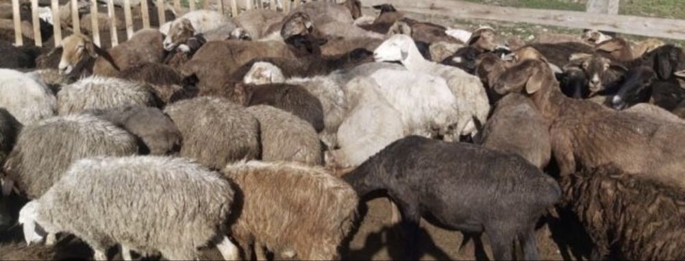 Продам овцематок