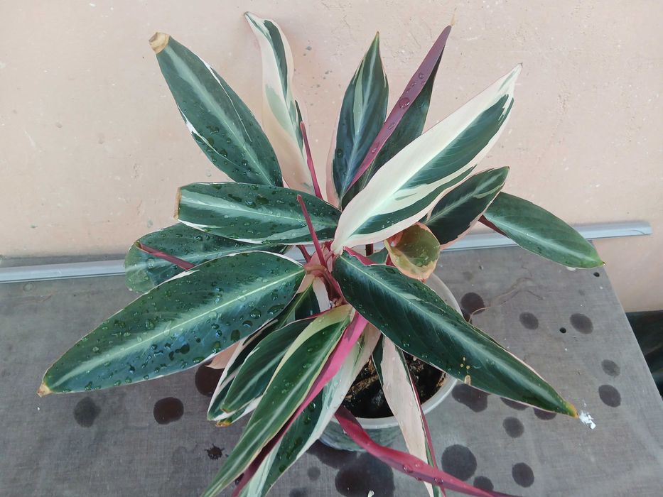 Продам цветочки.