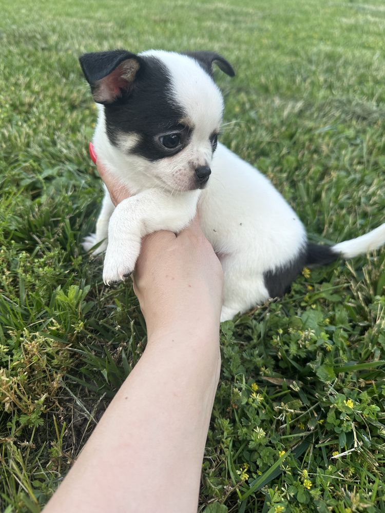 Chihuahua piesek do odbioru