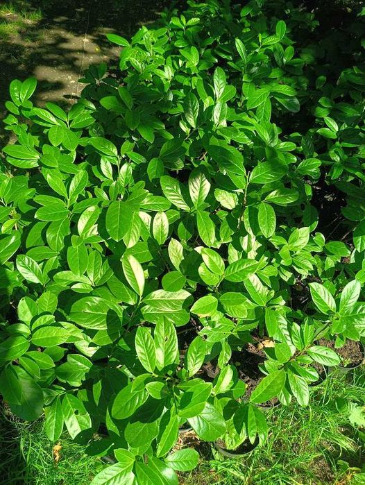 Laurowiśnia rotundi w donicy 1,2 l 50 cm 60 cm. przycinana na żywopłot