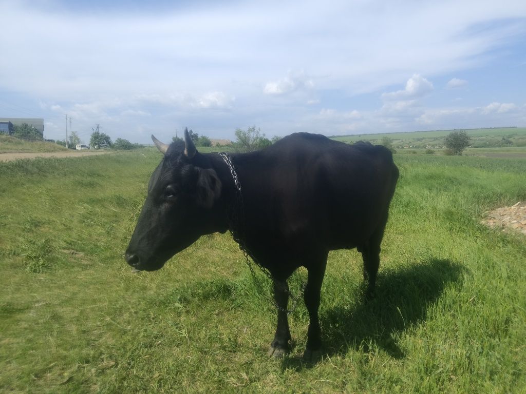 Продам корову дійну
