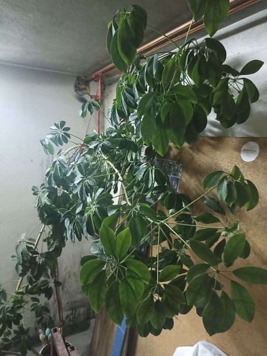 Kwiat szeflera ponad 300cm