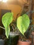 Monstera Aurea Marmorata jednolistna pędówka ukorzeniona i dół rośliny
