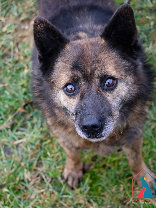 Wacław 571/24 - SZUKA DOMU!