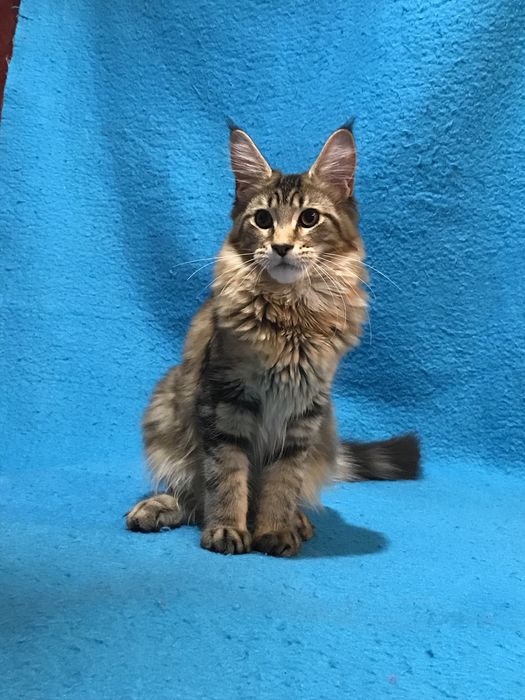 Дівчинка чорний мармуровий