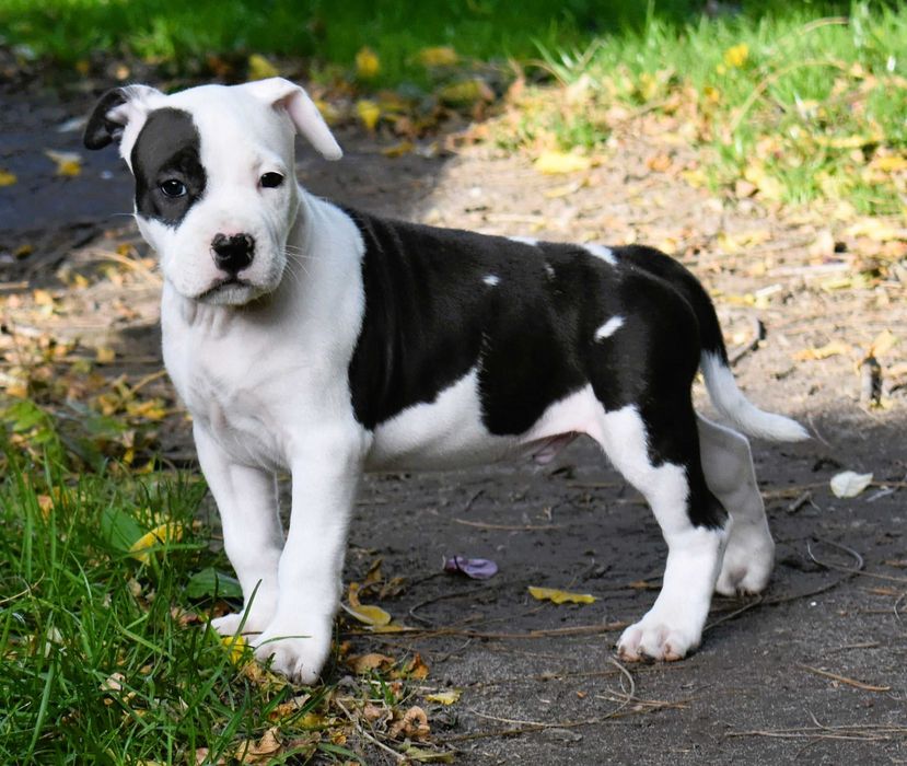 Amstaff , American Staffordshire Terrier ZKWP