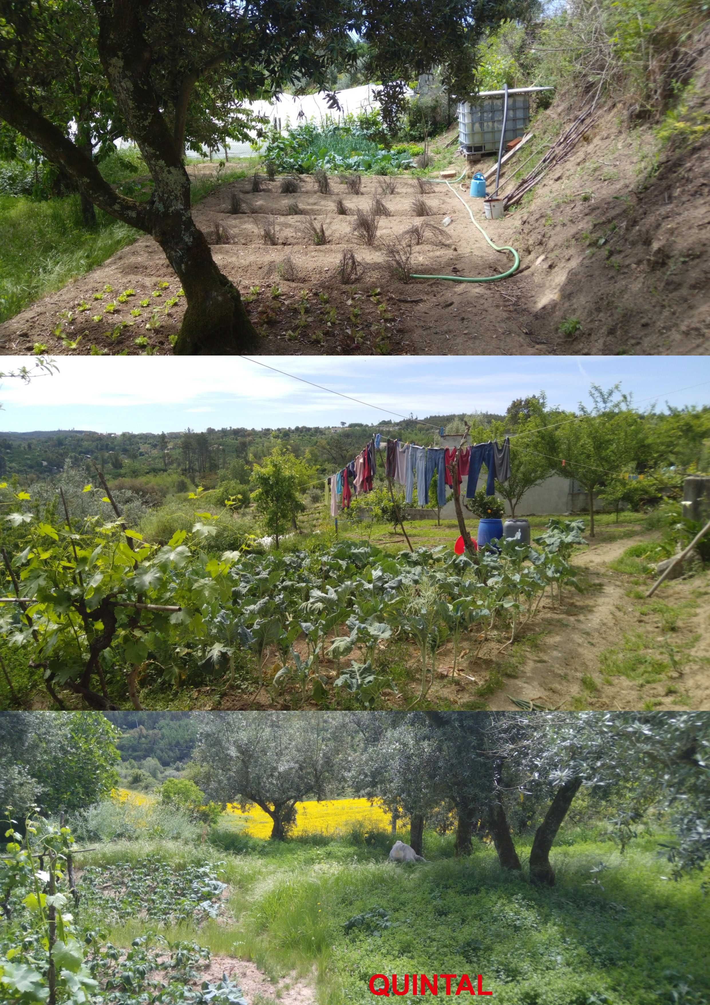 Terreno com Habitação em Varzea de Candosa, Tábua