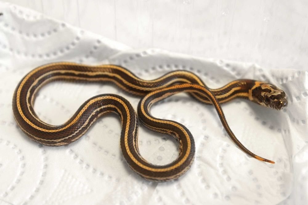 Wąż zbożowy hybryda unikat rarytas - samiec