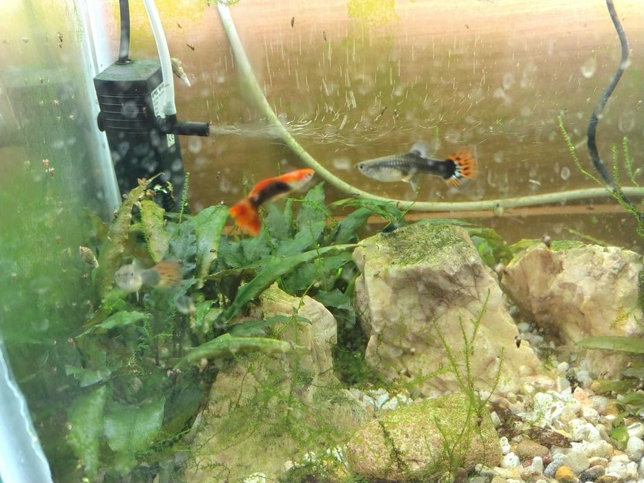 gupiki odmiany "red tuxedo"