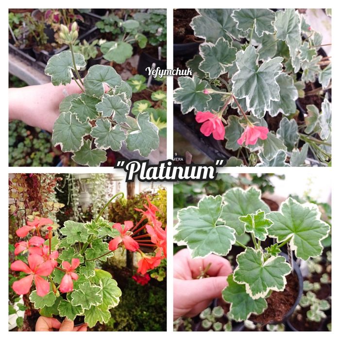 Пеларгонія великий вибір