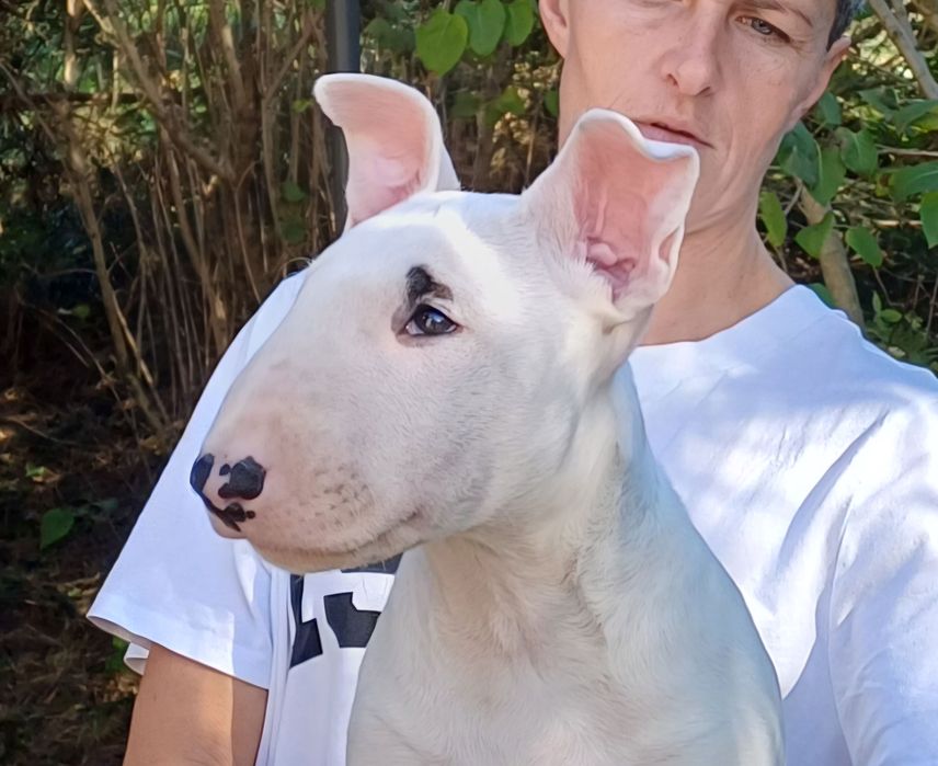 Szczeniak bulterier standard