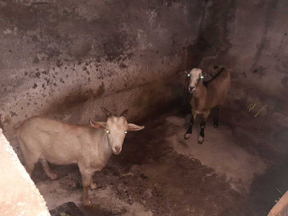 Casal cabras grandes