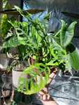 Monstera obliqua Peru syngonium panda philodendon Paradiso verde iinne