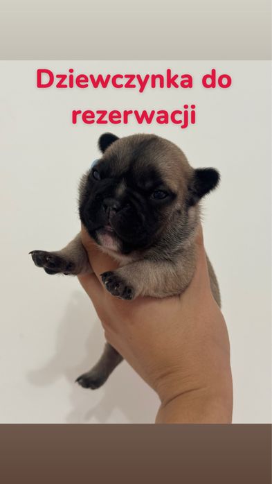 Buldog francuski suczka do odbioru