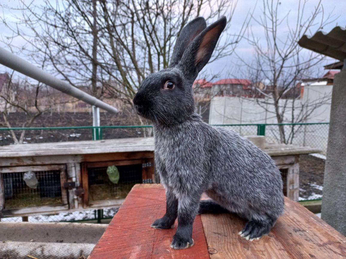 Кролики Полтавське срібло. Самці та самки. Продаж