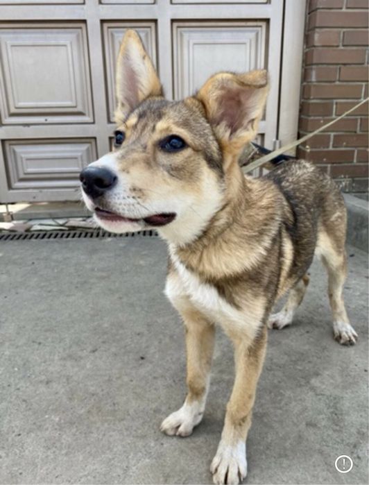 Терміново! Потрібні домівки цим сестричкам!