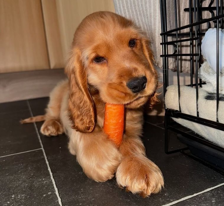 Чистокровні цуценята англійського кокер-спаніеля чекають на вас!