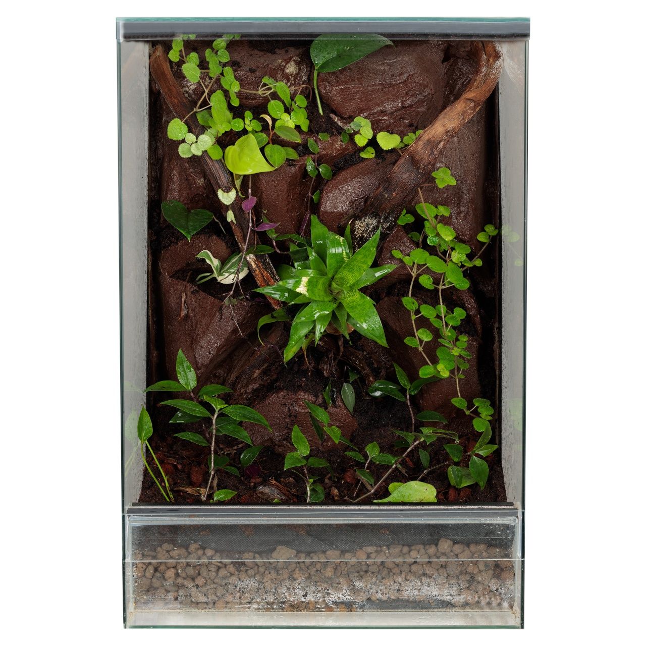 Terrarium 40x40x60 gekon orzęsiony las w szkle