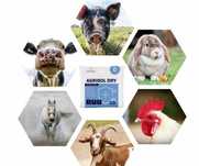 Preparat do suchej dezynfekcji, Agrisol Dry, 10 kg,