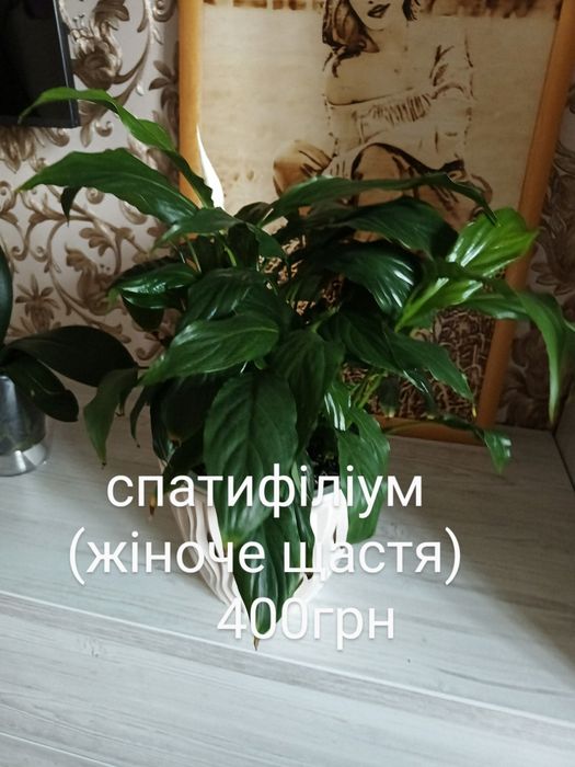 Комнатные цветы, монстера Драцена, Юка