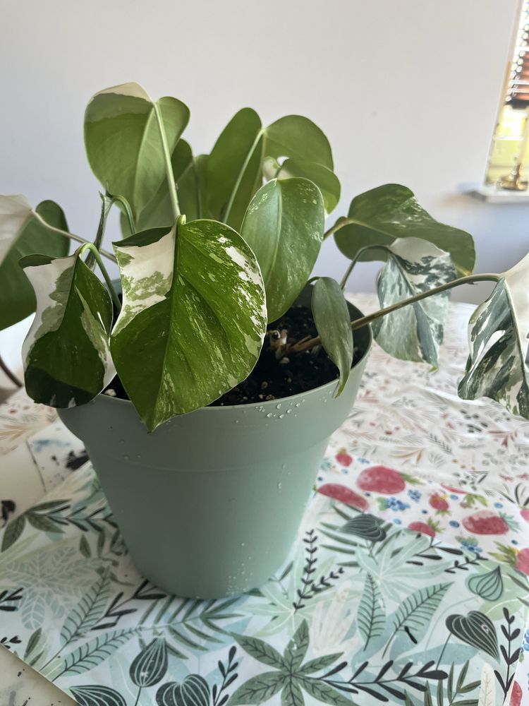 Monstera Variegata