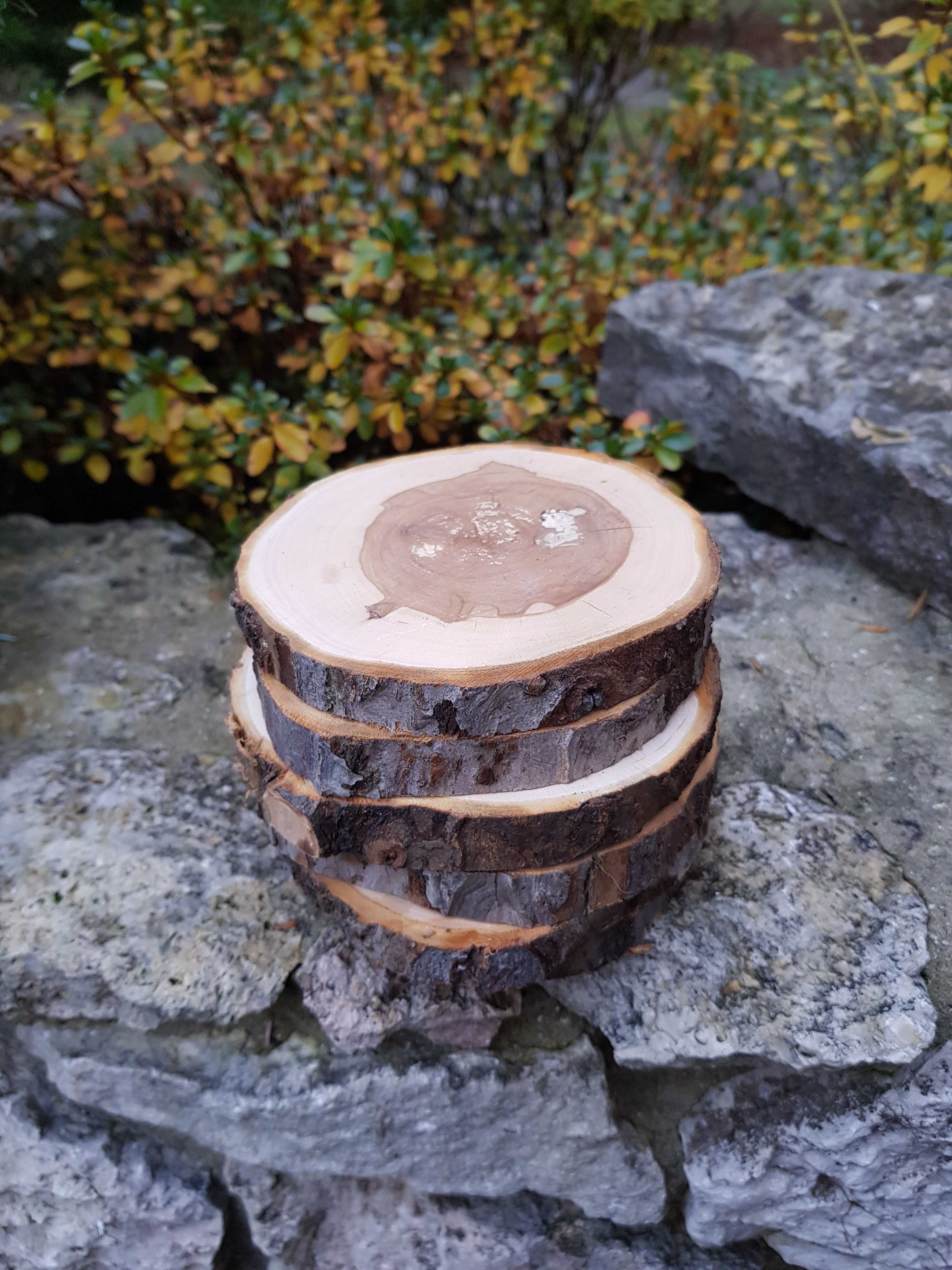 Plaster JABŁOŃ , krążek, plastry drewniane 10-12 cm