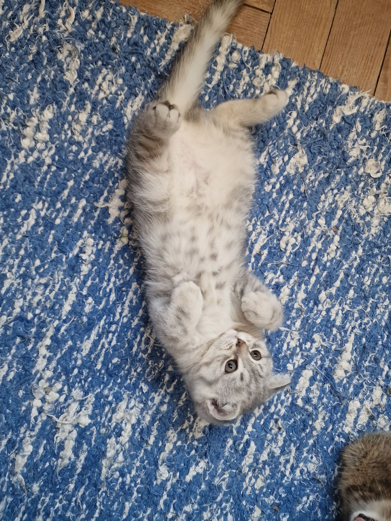 Scottish fold fêmea