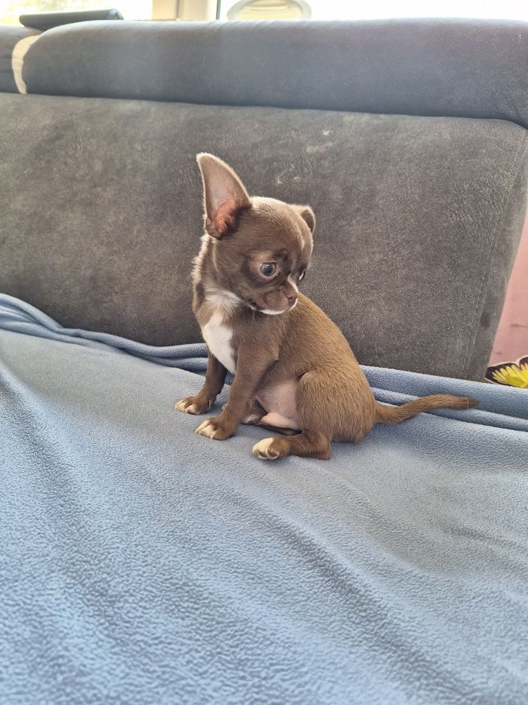 Brazowy Piesek Chihuahua