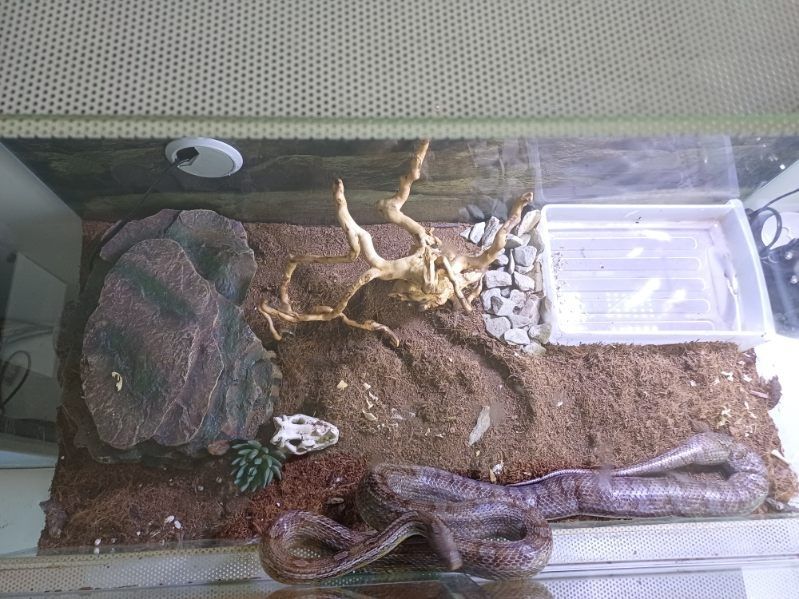 Wąż zbożowy z terrarium pełne wyposażenie