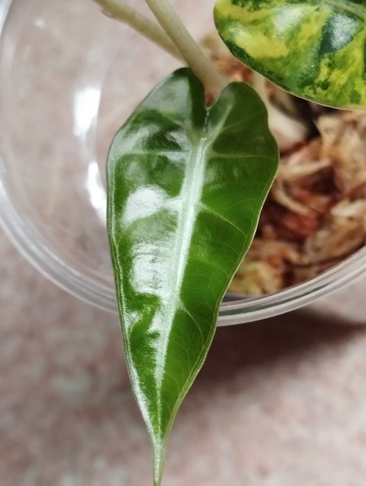 Alokazja Bambino Aurea sadzonka