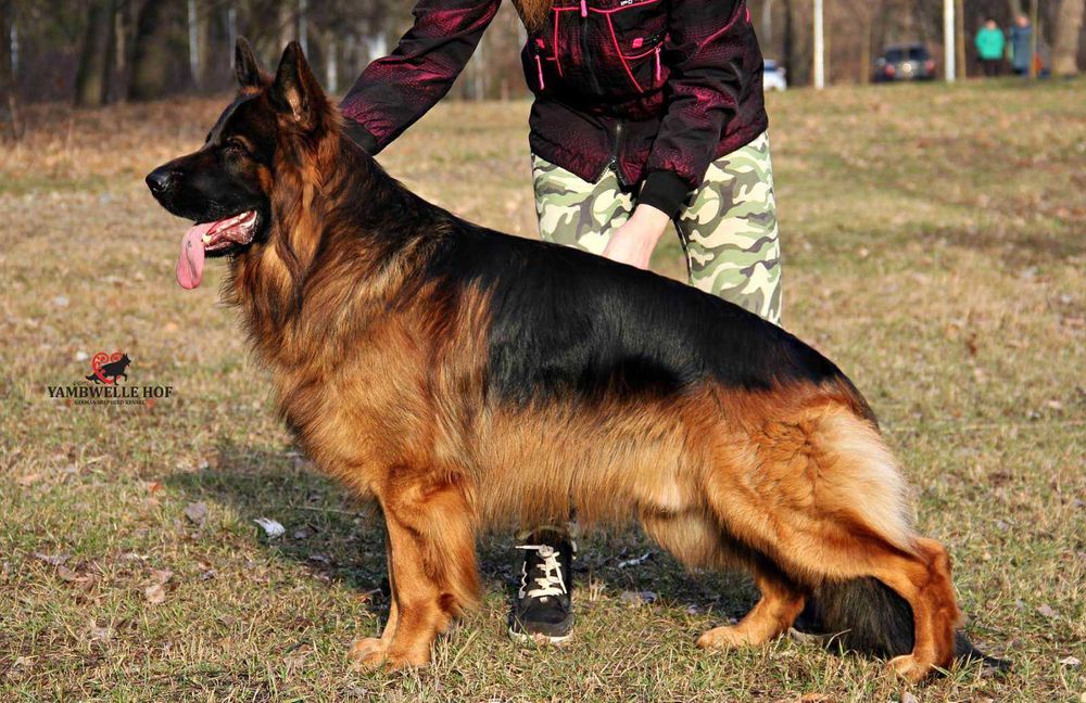 Чемпіон - довгошерстний кобель німецької вівчарки - в'язка. КСУ