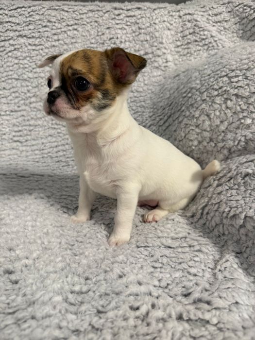 chihuahua krótkowłosa