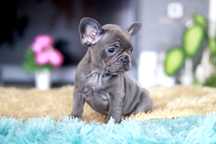 Buldog Francuski Śliczna Sunia Blue