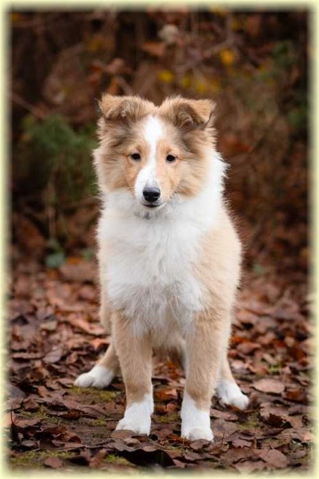 Owczarek szetlandzki suczka ZKwP/FCI