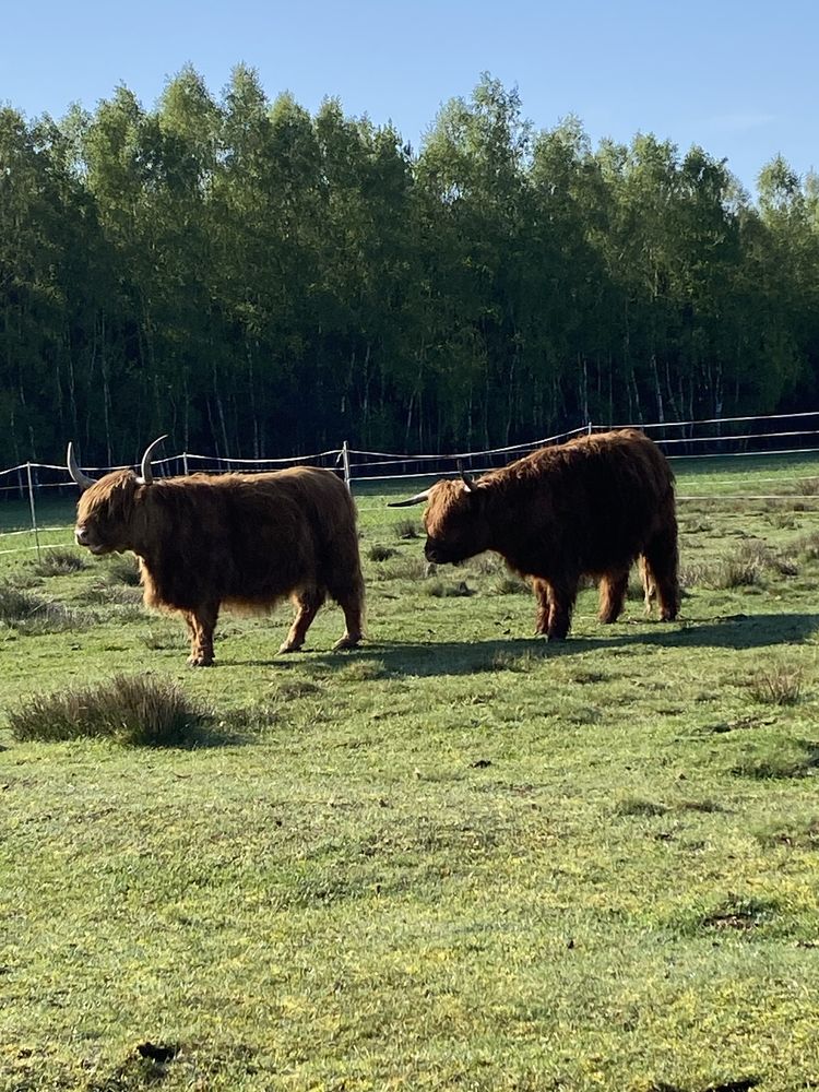 Krowy szkockie Highland cattle agroturystyka